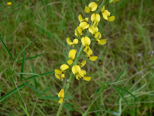 {Crotalaria lanceolata}